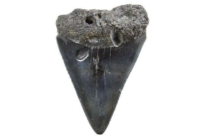 Serrated, Fossil Great White Shark Tooth - South Carolina #347034